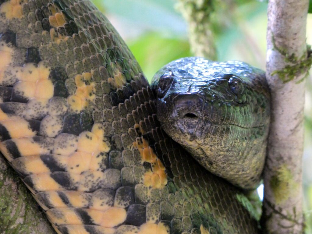 Anaconda Verde