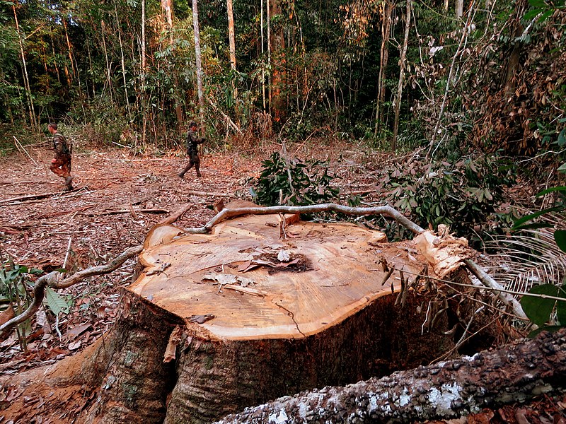 Deforestacion en Venezuela