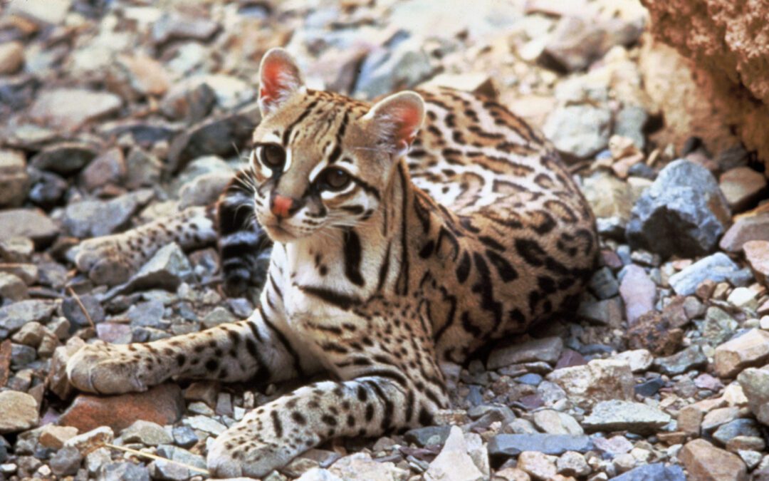 La fauna de venezuela: especies, diversidad y desafíos de conservación
